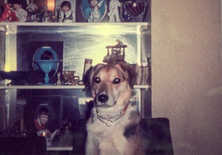 A dog with glinting eyes stares at the camera.