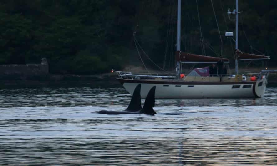 A pair of orcas in Strangford Lough, County Down