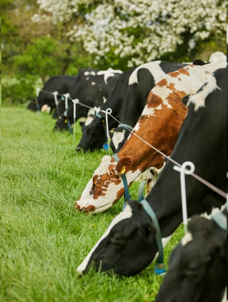 Barber’s Holstein-Friesian herd