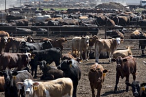 Beef cattle in Texas, 2018.