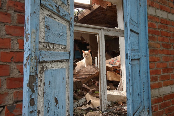 A cat looks out of a window of a residential building destroyed by a Russian military strike in Kharkiv.