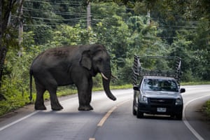 A bull elephant stands over a car on a road with jungle on either side