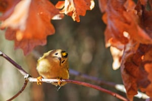 A goldcrest on an oak branch in the Czech Republic