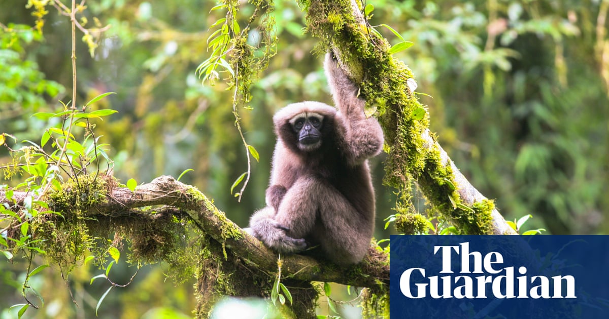 Nice to meet you: amazing new animal species discovered in 2017 – in pictures | Environment | The Guardian Nice to meet you: amazing new animal species discovered in 2017 – in pictures | Environment | The Guardian