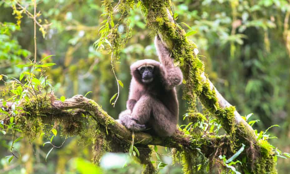 A female Hoolock tianxing gibbon, a newly discovered species in Yunnan, China