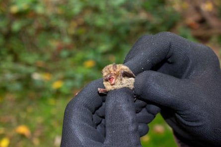 A person wearing black gloves holds a Soprano pipistrelles bat, which is about the size of a small matchbox.