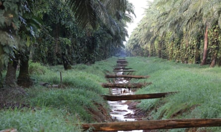 Palm oil plantation near Walindi.