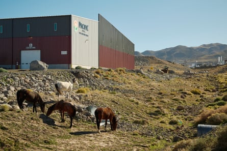 Horses grazing in a field with a building in the distance.