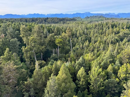 View from the West Coast Treetop Walk, which has a wheelchair accessible cafe and walkway.