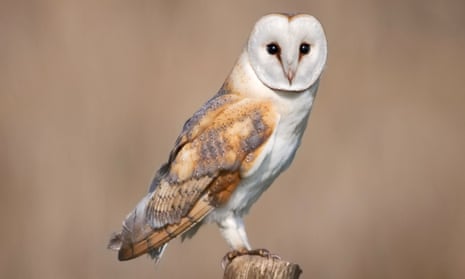 A barn owl perched on a wooden post