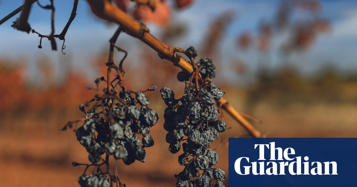 French wine harvest set for historic low after summer heatwaves