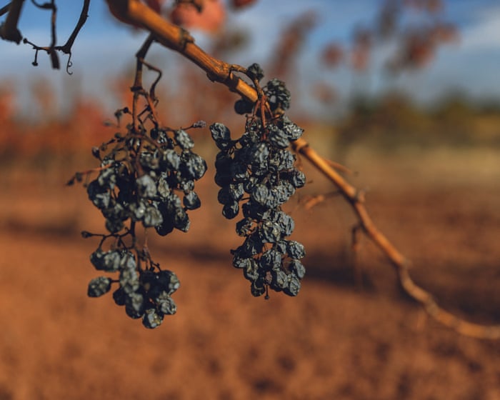 French winemakers ‘battle for survival’ as minister prepares for crisis talks