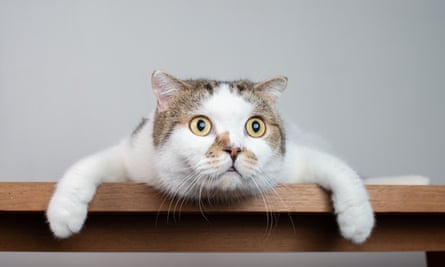 White and brown Scottish fold cat flopping over a shelf
