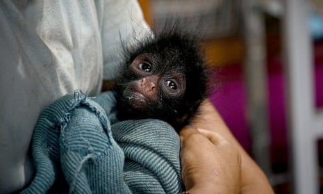 Rain, a baby spider monkey, being cared for at Taricaya eco reserve.