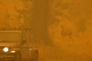 Um cervo caminha pela fumaça na comunidade de Klamath River, que queimou no incêndio McKinney na floresta nacional de Klamath, Yreka, Califórnia, EUA