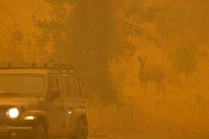 A deer walks through smoke in the community of Klamath River, which burned in the McKinney fire in Klamath national forest, Yreka, California, US