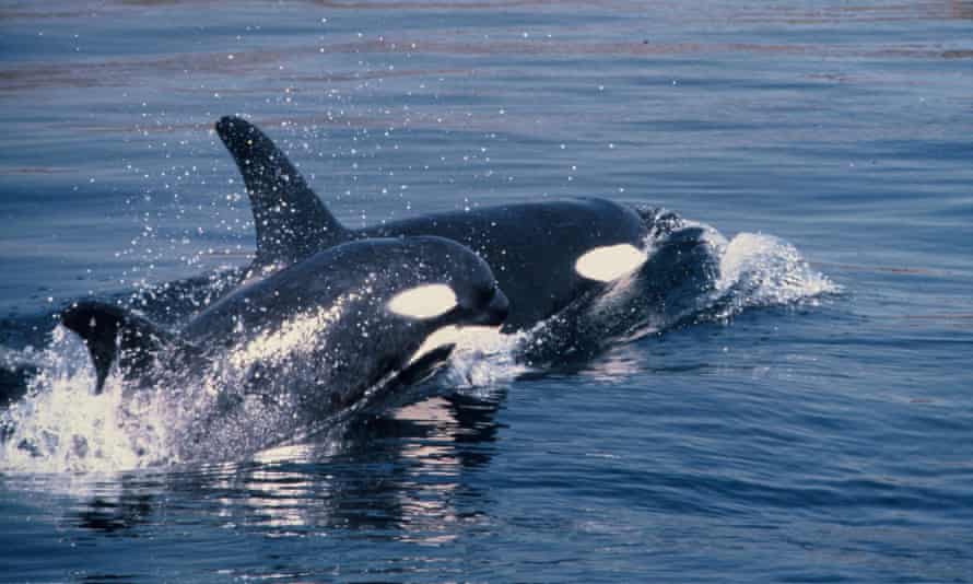 An orca with her baby in Puget Sound off Washington State.