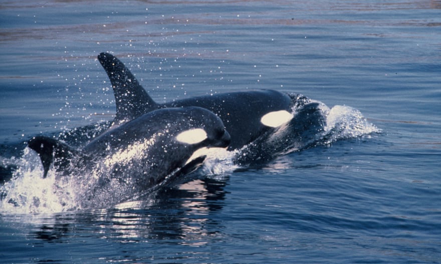 An orca with its baby in Puget Sound off Washington state.
