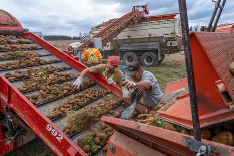 Workers separate potatoes from rock.