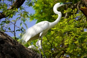 A great egret perches on a tree branch at a garden in Ajmer, India
