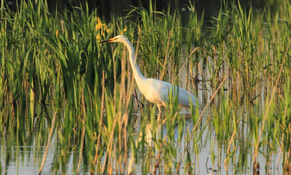 ‘The egret moves in sudden, balletic sweeps, first one way, then another.’