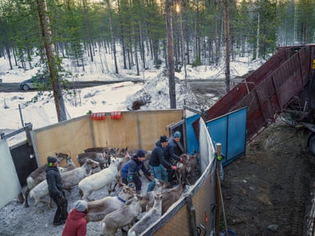 People with reindeer inside corral