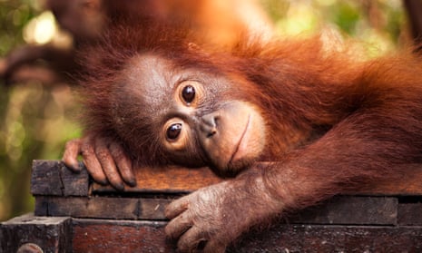 An orangutan in a 'forest school'.