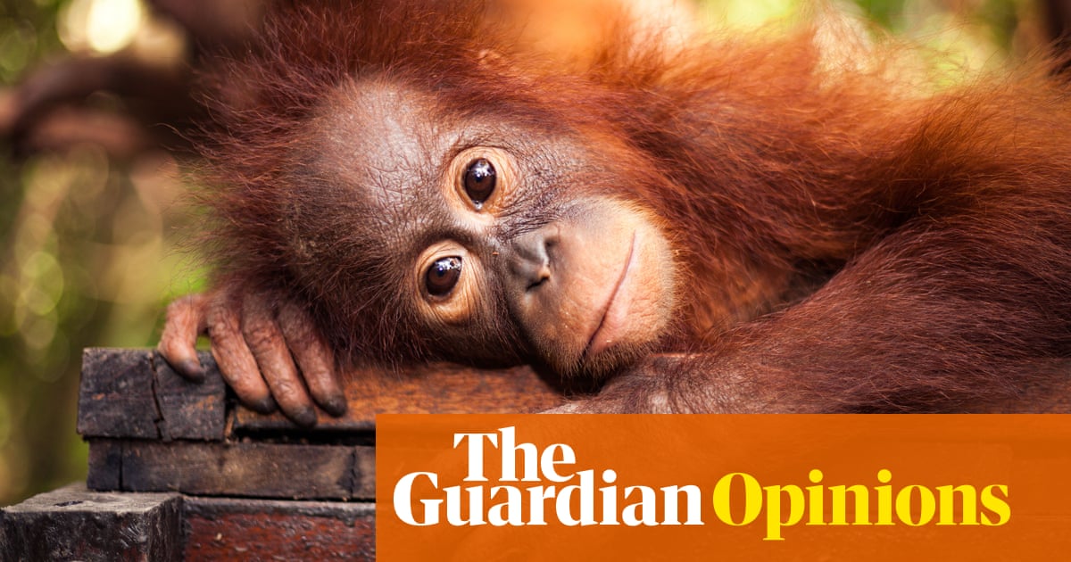 Palm oil producers are wiping out orangutans despite Palm oil producers are wiping out orangutans despite