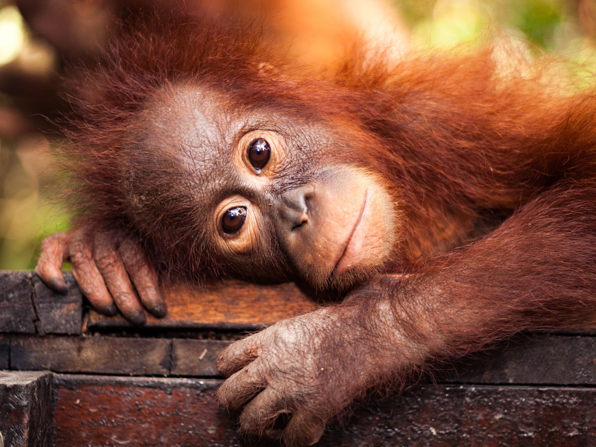 Palm oil producers are wiping out orangutans – despite multinationals' promises | Chris Packham | Opinion | The Guardian