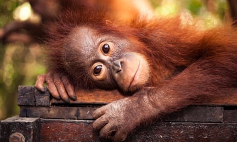 A scene from BBC2 documentary Red Ape: Saving the Orangutan.