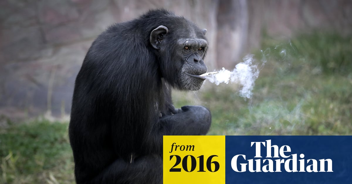 chimp smoking a cigarette Chimpanzee seen smoking at North Korea's reopened zoo | North Korea chimp smoking a cigarette Chimpanzee seen smoking at North Korea's reopened zoo | North Korea