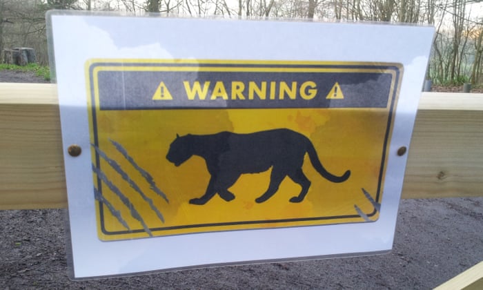 On The Trail Of Britain S Wild Big Cats Global The Guardian