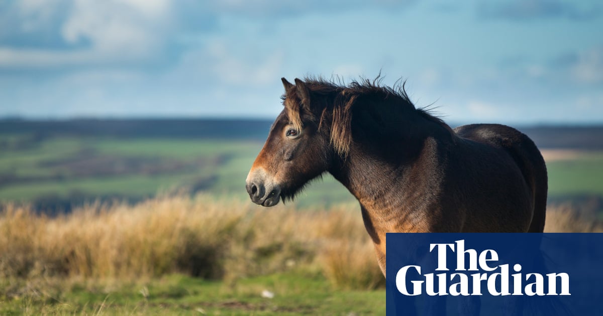 UK Biodiversity Efforts Expand Across South Downs, Wandsworth, Longford Hedgerows