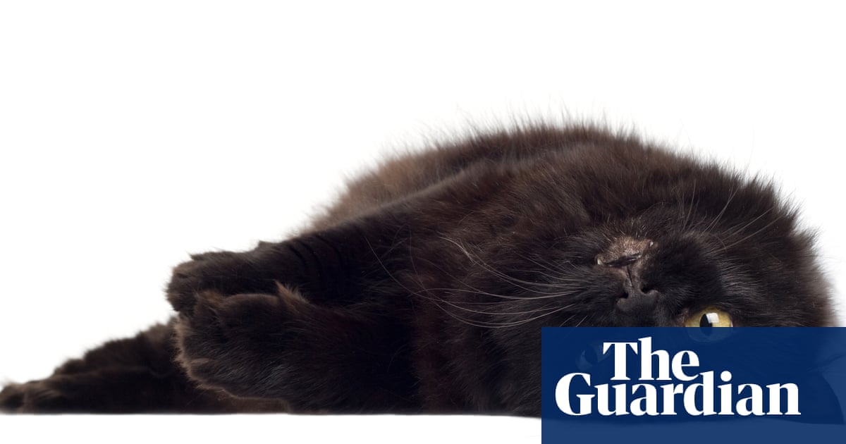 My cat loves to be petted, but the comfort is mine, too | Hannah Jane Parkinson