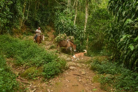A man rides a mule down a steep and rocky path through trees, following a dog and another mule which has panniers full of bananas.
