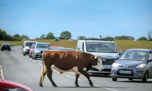 We all get on well': the town in England where cattle roam ...