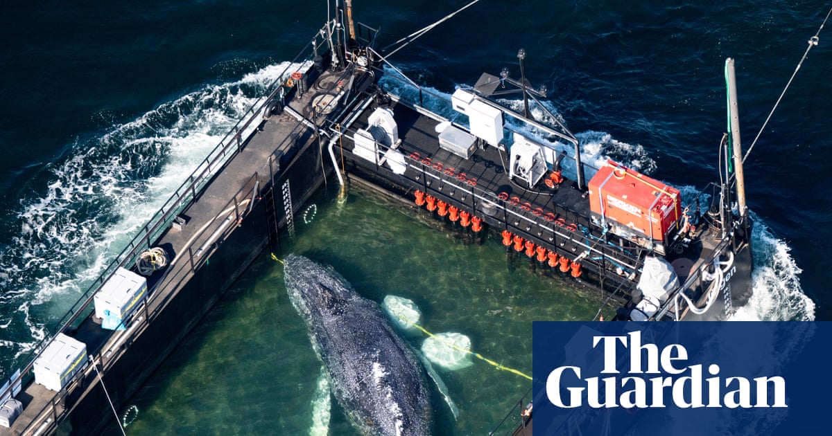Attempts to rescue Timmy the stranded whale ‘inadvisable’, experts say