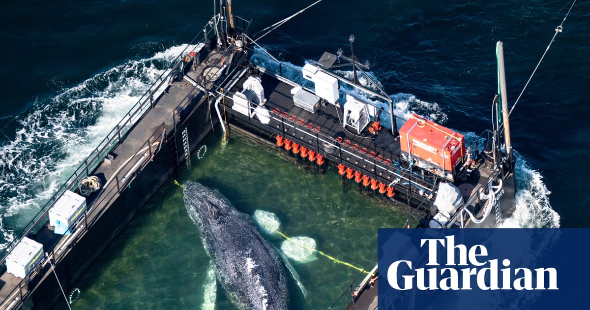 What the fate of Timmy the whale says about conservation