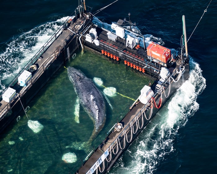 What the fate of Timmy the whale says about conservation