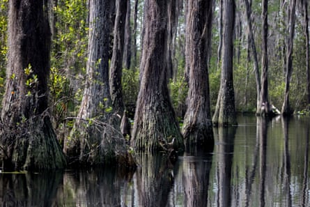 A cypress forest in the Okefenokee Swamp.