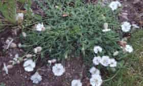 Sea campion