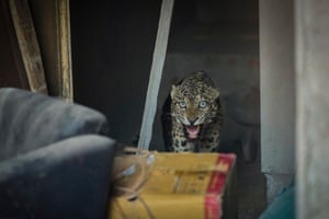 Um leopardo adulto olha de um prédio em construção onde se abrigou em uma área residencial em Guwahati, na Índia. Três pessoas, incluindo dois funcionários florestais, ficaram feridas quando o leopardo as atacou. O leopardo foi tranquilizado e capturado por agentes florestais
