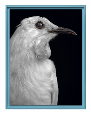 A framed tui
