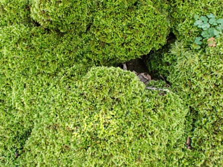 Comb-moss, Ctenidium molluscum, covering a section of wall at Priestcliffe, Derbyshire.