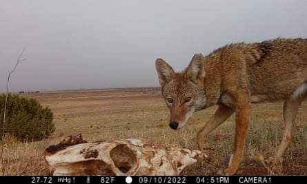 To catch a predator: the wildlife detective serving to ranchers and mountain lions coexist | California To catch a predator: the wildlife detective serving to ranchers and mountain lions coexist | California