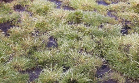Antarctic hairgrass – one of only two flowering plants native to the continent.