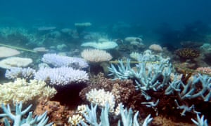 Great Barrier Reef