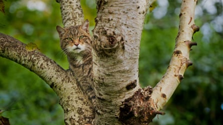A wildcat in a tree in the Cairngorms national park.