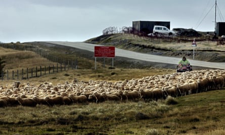 Although squid is the islands’ main export, sheep farming is still the main job-provider after government.