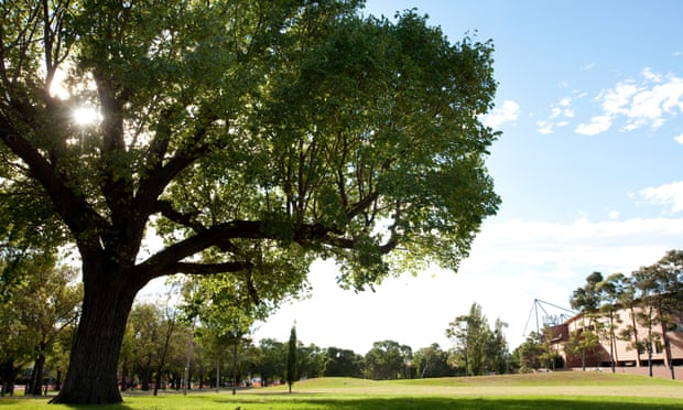 One of Melbourne’s elm trees that’s part of the city’s Urban Forest Visual project